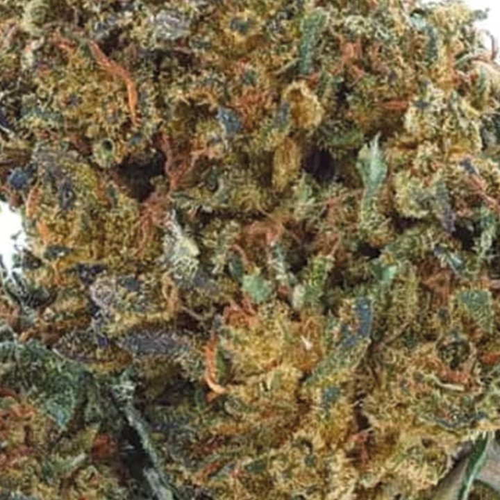 Royal OG - NL-1